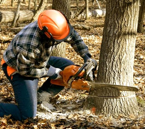Tree Removal in Sweetwater, OK